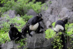 Une famille de langurs de Delacour dans le complexe paysager de Tràng An, dans la province de Ninh Binh. Photo : Comité de gestion du complexe paysager de Tràng An