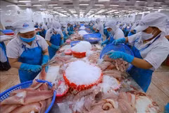 Les exportations de produits agro-forestiers et aquatiques du Vietnam ont atteint 15,72 milliards de dollars au premier trimestre 2025, soit une hausse de 13,1% sur un an. Photo : VNA