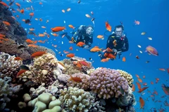 Récifs coralliens riches et diversifiés dans le Parc national de Côn Dao, province de Bà Ria-Vung Tàu (Sud). 