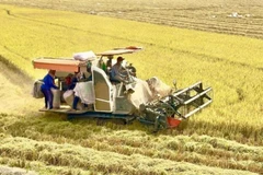 Récolte du riz dans la province d'An Giang. Photo: VNA