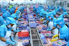 Transformation du pangasius pour l'exportation chez l'usine de la Southern Vietnam Fish Co., Ltd, dans la ville de Cân Tho. Photo : VNA