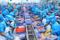Transformation du pangasius pour l'exportation chez l'usine de la Southern Vietnam Fish Co., Ltd, dans la ville de Cân Tho. Photo : VNA