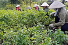 Récolte des plantes médicinales de la Coopérative de production et de transformation de plantes médicinales de Sinh Duoc, à Ninh Binh. Photo : VNP