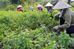 Récolte des plantes médicinales de la Coopérative de production et de transformation de plantes médicinales de Sinh Duoc, à Ninh Binh. Photo : VNP