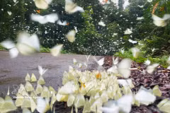 Papillons au Parc national de Cuc Phuong. Photo : VNA