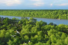 Forêt de mangrove de Cân Gio, à Hô Chi Minh-Ville. Le Vietnam a achevé les préparatifs pour le lancement de sa première bourse nationale de carbone le 29 juin. Photo : TICO