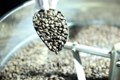 Selon le ministère de l’Agriculture et de l’Environnement, au cours des quatre premiers mois de l'année, le café a été un moteur de croissance des exportations avec près de 4 milliards de dollars, en hausse de 51% par rapport à la même période 2024. Photo: VNA