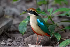 Le Fairy Pitta compte parmi les oiseaux migrateurs les plus rares jamais observés au Vietnam. Photos: Journal Tiên Phong