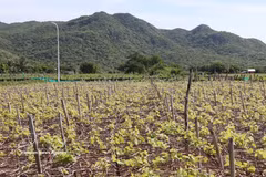 Les localités au sud de la province de Khanh Hoa étendent les zones de culture de la vigne à grande échelle. Photo : VNA