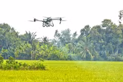 Un drone est utilisé pour pulvériser des pesticides afin de protéger la rizière d'hiver-printemps dans la ville de Cân Tho, dans le delta du Mékong. Photo: VNA