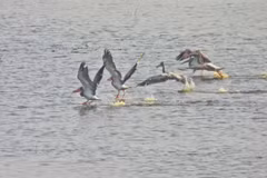 Un groupe de pélicans à bec tacheté fait son retour au parc national de Tràm Chim Photo diffusée par la VNA