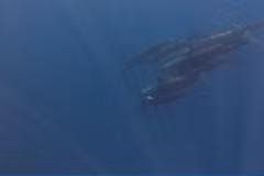 Un banc de baleines a été aperçu près de l'île de Phu Quy. Image extraite d'un clip vidéo