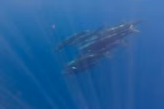 Un banc de baleines a été aperçu près de l'île de Phu Quy. Image extraite d'un clip vidéo