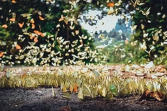 Papillons au Parc national de Cuc Phuong. Photo: dulichninhbinh.com.vn