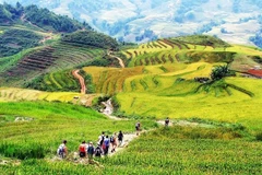 Des touristes étrangers font une randonnée à Sa Pa, au cœur de la zone touristique nationale. Photo : toptentravel.com.vn