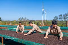 Le processus de production de café chez l’EURL de café Ngon Avatar Gia Lai répond aux exigences pour l'exportation officielle vers le marché néo-zélandais et plusieurs pays européens. – VNA