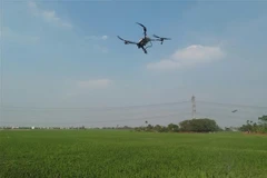 La pulvérisation par drone de produits phytosanitaires est autorisée à certaines conditions. Photo: VNA
