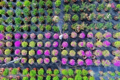 Les fleurs de toute sorte de couleurs. Photo: plo.vn