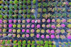 Les fleurs de toute sorte de couleurs. Photo: plo.vn