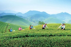 La région de thé de spécialité de Tân Cuong. Photo : DT