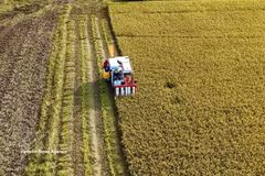 Des agriculteurs récoltent du riz dans une rizière de haute qualité et à faibles émissions de la province méridionale de An Giang. Photo: VNA