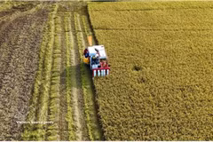Des agriculteurs récoltent du riz dans une rizière de haute qualité et à faibles émissions de la province méridionale de An Giang. Photo: VNA