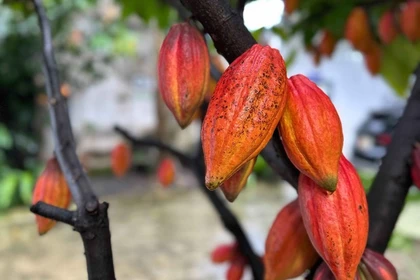 Une des précieuses variétés de cacao, conservée à la société par actions de cacao et de chocolat Azzan dans le quartier de Buon Ma Thuot, province de Dak Lak. Photo : VNA