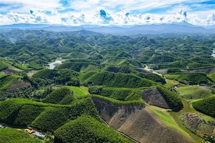 Thanh Hoa développe les forêts selon les normes du Conseil de la bonne gestion forestière