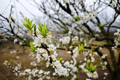 Moc Chau, un océan de fleurs blanches au Vietnam