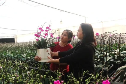 Les orchidées colorées embellissent la maison et symbolisent la bonne fortune pendant le Nouvel An. Photo : VNA