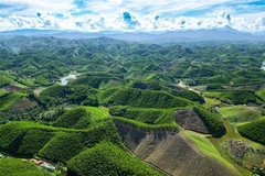 Thanh Hoa développe les forêts selon les normes du Conseil de la bonne gestion forestière