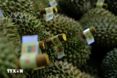 Les durians sont soigneusement triés avant d'être emballés pour l'exportation vers la Chine. Photo : Nguyen Dung/VNA