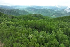 La zone des plantations de grands arbres dans la commune de Van Canh, province de Gia Lai. Photo : VNA