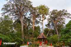 L'emplacement du monument classé de la forêt de Po Mu témoigne du respect du peuple Co Tu pour la nature. Photo : Vietnam+