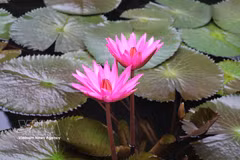 La féerie pourpre des nénuphars en fleurs, un spectacle enchanteur à Tam Coc-Bich Dong