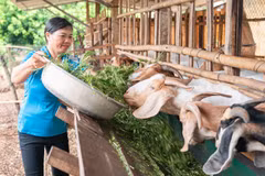 Lancé en décembre 2022, le projet a directement bénéficié à 5.260 agriculteurs, dont 60 % de femmes. Photo: VNA