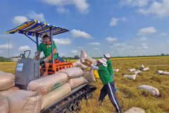 Le Vietnam marque un tournant majeur dans son industrie rizicole avec le succès retentissant du label "Riz vietnamien vert et à faibles émissions". Photo: VNA