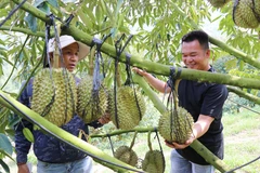 Modèle de culture de durians utilisant la haute technologie de la ferme Sakura, dans la commune de Dong Khanh Son, province de Khanh Hoa. Photo : VNA