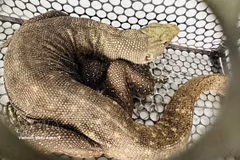Le varan nébuleux (Varanus nebulosus) est classée dans le groupe IB, qui regroupe les animaux forestiers en danger critique d'extinction dont l'exploitation et l'utilisation à des fins commerciales sont strictement interdites par la loi. Photo: VNA