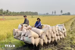 Le riz est un produit agricole principal. Photo : VNA