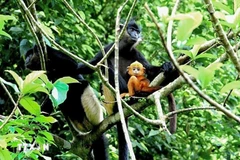 La province septentrionale de Ninh Binh prévoit d'établir une zone de conservation des espèces et de l'habitat dédiée au langur de Delacour. Photo: FFI