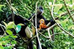 La province septentrionale de Ninh Binh prévoit d'établir une zone de conservation des espèces et de l'habitat dédiée au langur de Delacour. Photo: FFI