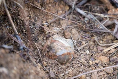 Une bombe a été découverte à Quang Tri. Photo: VNA