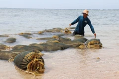 Khanh Hoa : la récolte des sargasses, une aubaine pour les pêcheurs locaux