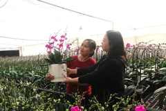 Les orchidées colorées embellissent la maison et symbolisent la bonne fortune pendant le Nouvel An. Photo : VNA