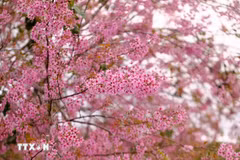 Festival des fleurs de cerisier de Da Lat 2026