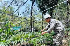 Le ginseng de Ngoc Linh : l'or vert des montagnes à la conquête du marché mondial