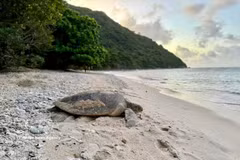 Une tortue marine. Photo d'illustration : VNA