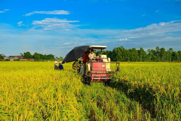 Récolte du riz dans le delta du Mékong. Photo : VNA