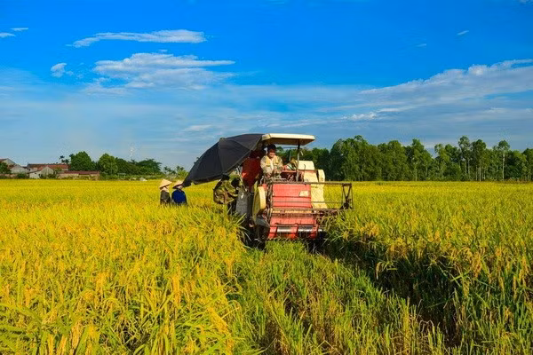 Récolte du riz dans le delta du Mékong. Photo : VNA